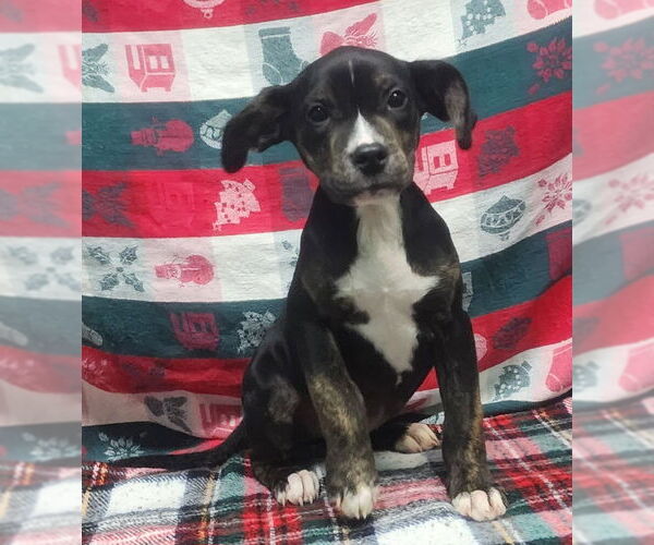 Medium Photo #1 Bulldog-Unknown Mix Puppy For Sale in Wetumpka, AL, USA