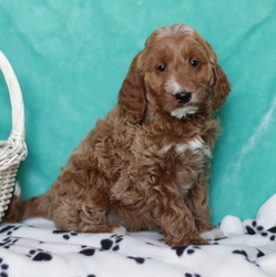 Goldendoodle-Poodle (Miniature) Mix Puppy for sale in GAP, PA, USA