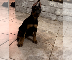 Doberman Pinscher Puppy for sale in CALDWELL, TX, USA