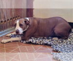 Small #7 Staffordshire Bull Terrier Mix