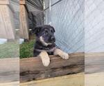 Small Photo #4 German Shepherd Dog Puppy For Sale in HIDDENITE, NC, USA