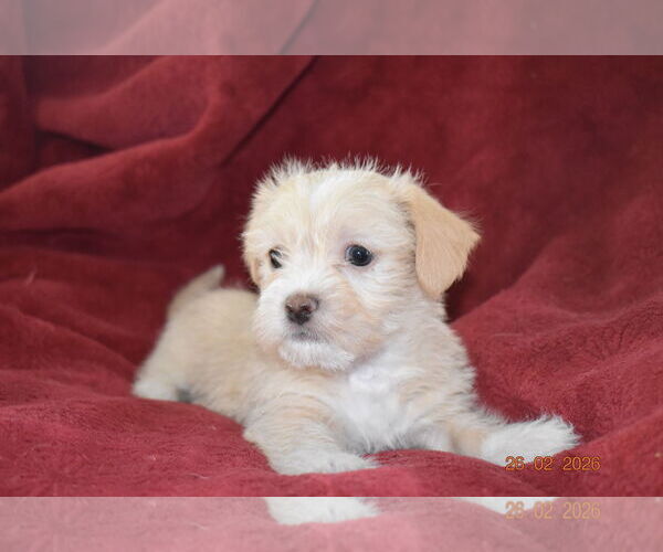 Medium Photo #1 Mutt Puppy For Sale in Grafton, WI, USA