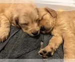 Small Photo #7 Golden Retriever Puppy For Sale in COVENTRY, RI, USA