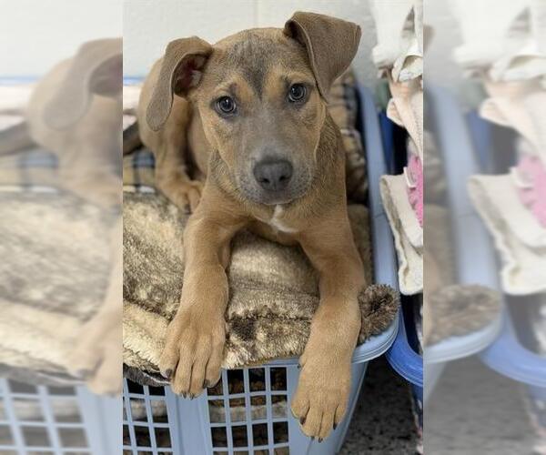 Medium Photo #2 American Staffordshire Terrier Puppy For Sale in Canfield, OH, USA