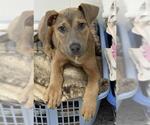 Small #1 American Staffordshire Terrier