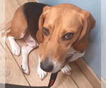 Small #4 Beagle