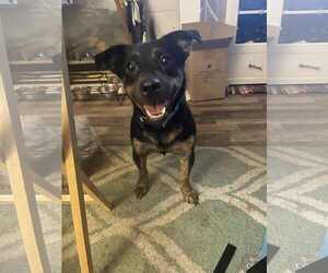 Labrador Retriever-Unknown Mix Dogs for adoption in Princeton, MN, USA