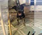 BettyLou Boots - Female Labrador Retriever-Unknown Mix Dog for Adoption - Small photo