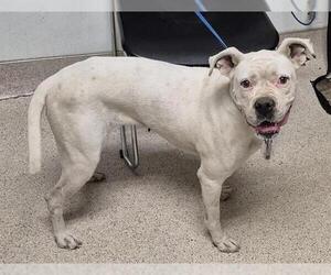 Boxer-Unknown Mix Dogs for adoption in Bakersfield, CA, USA
