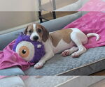 Small #1 Mutt