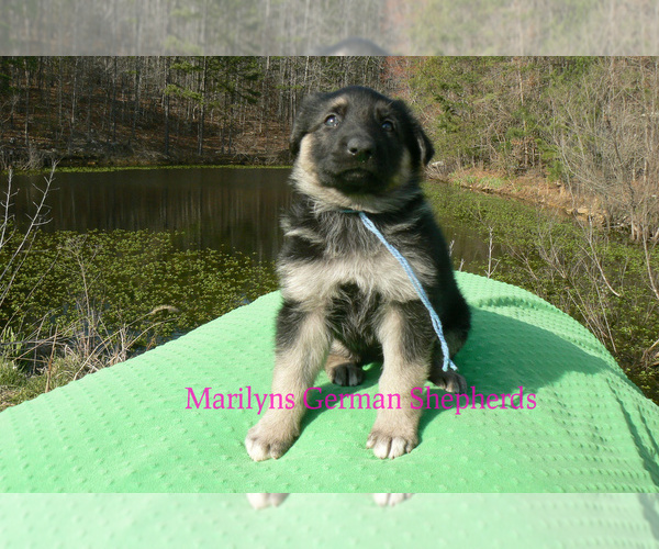 Medium Photo #2 German Shepherd Dog Puppy For Sale in PIEDMONT, MO, USA