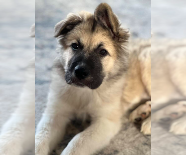Medium Photo #1 German Shepherd Dog-Great Pyrenees Mix Puppy For Sale in Springdale, PA, USA