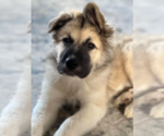 Small German Shepherd Dog-Great Pyrenees Mix