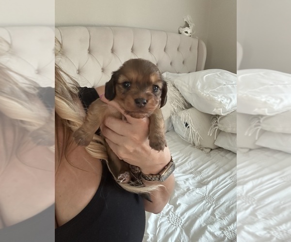 Medium Photo #1 Dachshund Puppy For Sale in SAN DIEGO, CA, USA