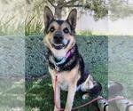 Small #2 German Shepherd Dog Mix