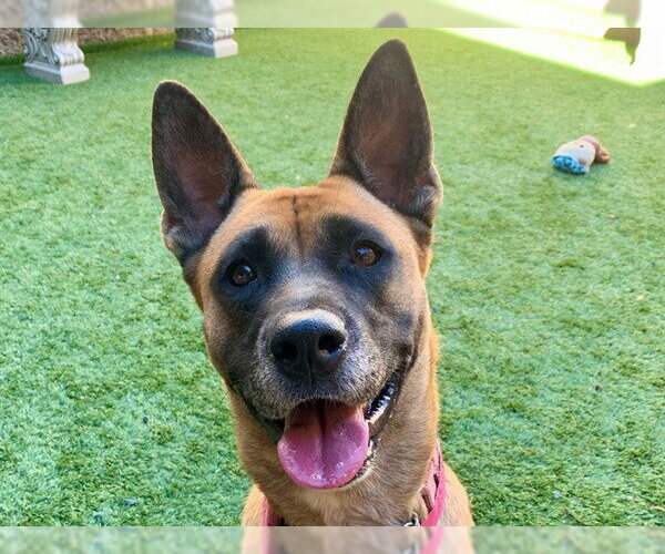 Medium Photo #1 Mutt Puppy For Sale in Moreno Valley, CA, USA