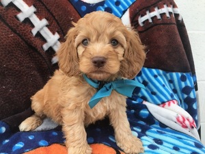 Cock-A-Poo Puppy for sale in QUARRYVILLE, PA, USA