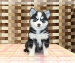 Small #2 Pomsky