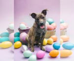 Small Photo #38 Dutch Shepherd -Plott Hound Mix Puppy For Sale in McKinney, TX, USA