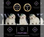 Small #1 Maltipoo