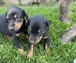 Small Doberman Pinscher