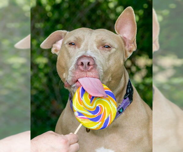 Medium Photo #2 American Pit Bull Terrier Puppy For Sale in Easton, MD, USA