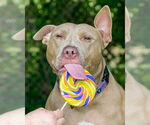 Small #1 American Pit Bull Terrier