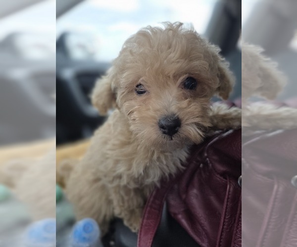 Medium Photo #8 Poodle (Toy) Puppy For Sale in DYERSBURG, TN, USA