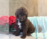 Small #3 Aussiedoodle
