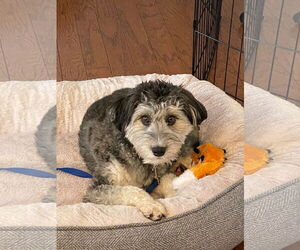 Benji - Male Aussiedoodle Miniature  Dog for Adoption - Photo #9