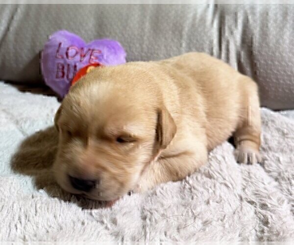 Medium Photo #7 Labrador Retriever Puppy For Sale in HIGH POINT, NC, USA
