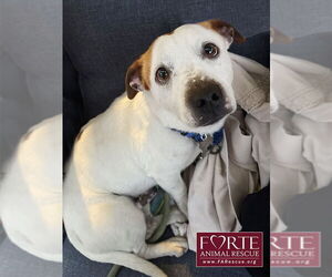 Carlos - Male Jack-A-Bee Dog for Adoption - Photo #4