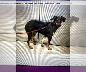 Doberman Pinscher-Unknown Mix Dogs for adoption in Sebec, ME, USA