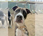 Small #36 American Pit Bull Terrier-Beagle Mix