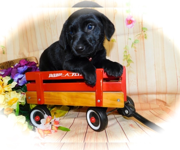 Medium Photo #2 Jack Russell Terrier-Labrador Retriever Mix Puppy For Sale in HAMMOND, IN, USA