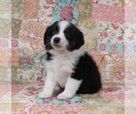 Small Photo #25 Miniature Australian Shepherd Puppy For Sale in HARRISON, OH, USA