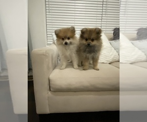 Pomeranian Puppy for sale in EVANS, CO, USA