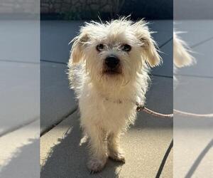 Poodle (Miniature)-Unknown Mix Dogs for adoption in Sacramento, CA, USA