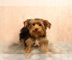 Small Photo #7 Yorkshire Terrier Puppy For Sale in NAPPANEE, IN, USA