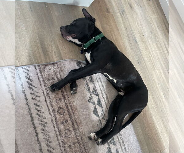 Medium Photo #20 American Pit Bull Terrier Puppy For Sale in Fargo, ND, USA