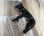 Small #19 American Pit Bull Terrier