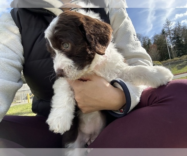 Medium Photo #50 Aussiedoodle Puppy For Sale in BREMERTON, WA, USA