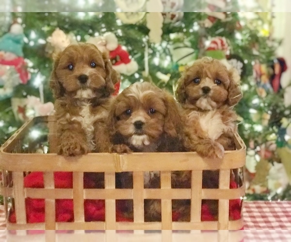 Medium Photo #9 Cavapoo Puppy For Sale in BOWLING GREEN, KY, USA