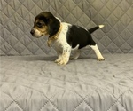 Small Photo #2 Beagle Puppy For Sale in MUSTANG, OK, USA