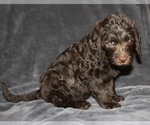 Small Photo #17 Labradoodle Puppy For Sale in JOPLIN, MO, USA