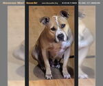 Small American Staffordshire Terrier-Boxer Mix