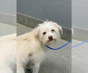 Mutt Dogs for adoption in Las Vegas, NV, USA