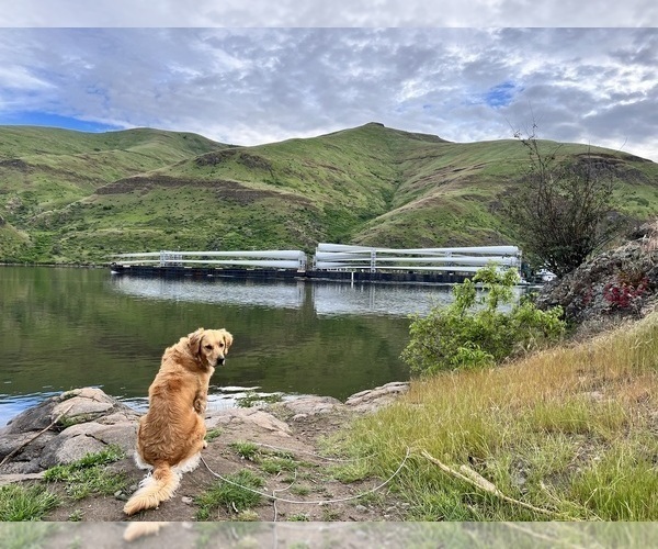 Medium Photo #1 Golden Retriever Puppy For Sale in SAN MARCOS, TX, USA