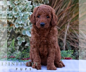 Goldendoodle (Miniature) Puppy for sale in EAST EARL, PA, USA