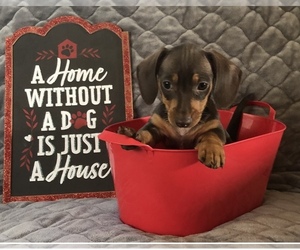 Dachshund Puppy for sale in CHARLOTTESVILLE, VA, USA